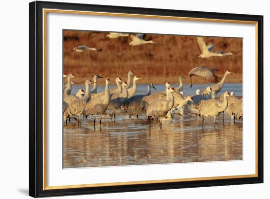 Sandhill Cranes Morning Liftoff, Bosque Del Apache National Wildlife Refuge, New Mexico-Maresa Pryor-Framed Photographic Print