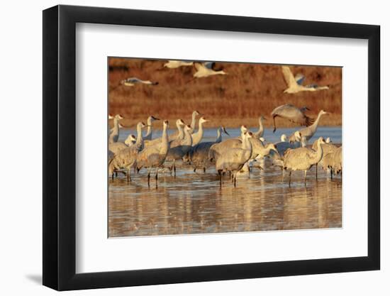 Sandhill Cranes Morning Liftoff, Bosque Del Apache National Wildlife Refuge, New Mexico-Maresa Pryor-Framed Photographic Print