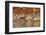 Sandhill Cranes Morning Liftoff, Bosque Del Apache National Wildlife Refuge, New Mexico-Maresa Pryor-Framed Photographic Print