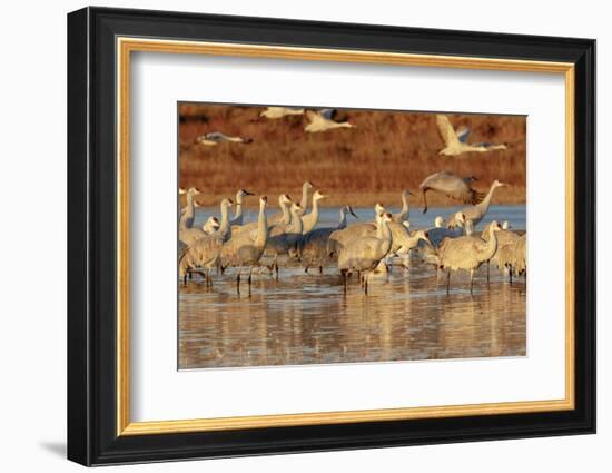 Sandhill Cranes Morning Liftoff, Bosque Del Apache National Wildlife Refuge, New Mexico-Maresa Pryor-Framed Photographic Print