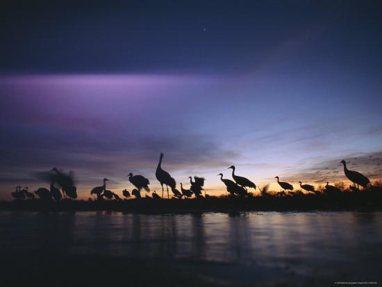 It Was Twilight And Sandhill Cranes >> Sandhill Cranes Roost On The Platte River At Twilight Photographic Print By Art Com It Was Twilight And Sandhill Cranes >> Sandhill Cranes Roost On The Platte River At Twilight Photographic Print By Art Com