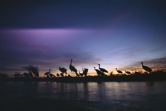 It Was Twilight And Sandhill Cranes >> Sandhill Cranes Roost On The Platte River At Twilight Photographic It Was Twilight And Sandhill Cranes >> Sandhill Cranes Roost On The Platte River At Twilight Photographic