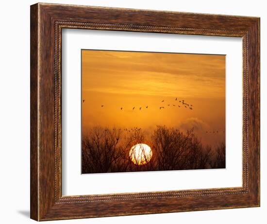 Sandhill Cranes Silhouetted Aginst Rising Sun, Leaving Platte River, Near Kearney, Nebraska, USA-Chuck Haney-Framed Photographic Print