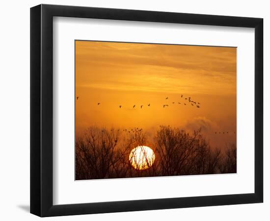 Sandhill Cranes Silhouetted Aginst Rising Sun, Leaving Platte River, Near Kearney, Nebraska, USA-Chuck Haney-Framed Photographic Print