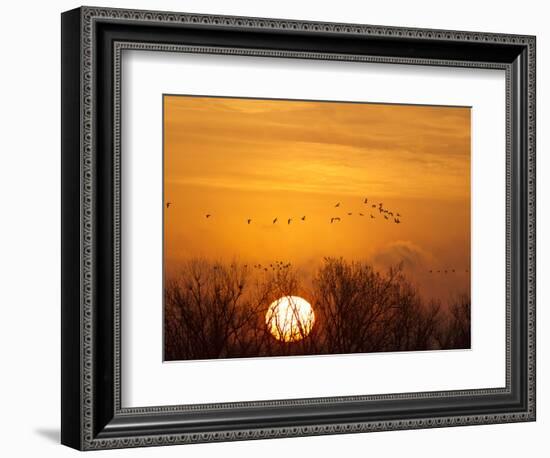 Sandhill Cranes Silhouetted Aginst Rising Sun, Leaving Platte River, Near Kearney, Nebraska, USA-Chuck Haney-Framed Photographic Print