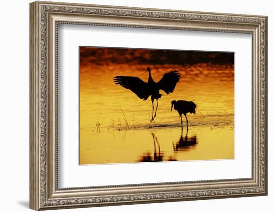 Sandhill cranes silhouetted at sunset. Bosque del Apache National Wildlife Refuge, New Mexico-Adam Jones-Framed Photographic Print