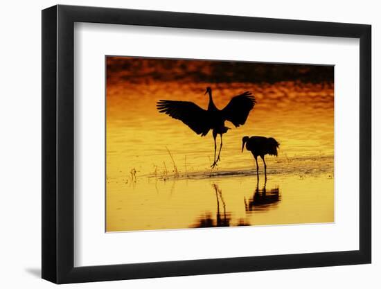 Sandhill cranes silhouetted at sunset. Bosque del Apache National Wildlife Refuge, New Mexico-Adam Jones-Framed Photographic Print