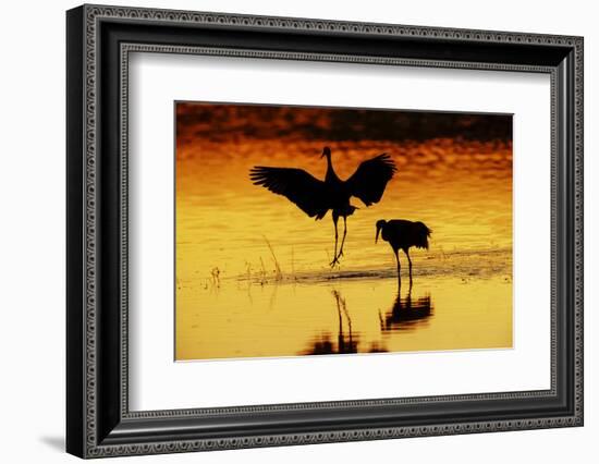 Sandhill cranes silhouetted at sunset. Bosque del Apache National Wildlife Refuge, New Mexico-Adam Jones-Framed Photographic Print