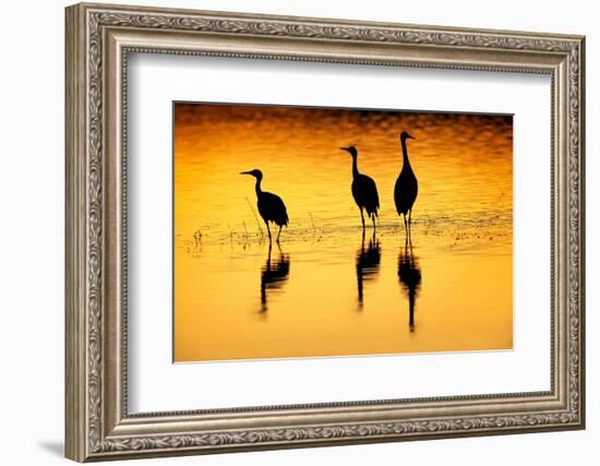 Sandhill cranes silhouetted at sunset. Bosque del Apache National Wildlife Refuge, New Mexico-Adam Jones-Framed Photographic Print