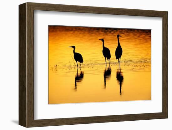 Sandhill cranes silhouetted at sunset. Bosque del Apache National Wildlife Refuge, New Mexico-Adam Jones-Framed Photographic Print