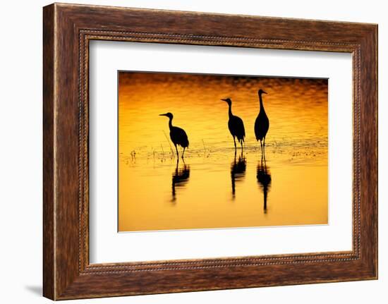 Sandhill cranes silhouetted at sunset. Bosque del Apache National Wildlife Refuge, New Mexico-Adam Jones-Framed Photographic Print