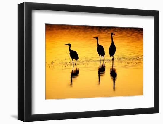 Sandhill cranes silhouetted at sunset. Bosque del Apache National Wildlife Refuge, New Mexico-Adam Jones-Framed Photographic Print