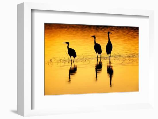 Sandhill cranes silhouetted at sunset. Bosque del Apache National Wildlife Refuge, New Mexico-Adam Jones-Framed Photographic Print