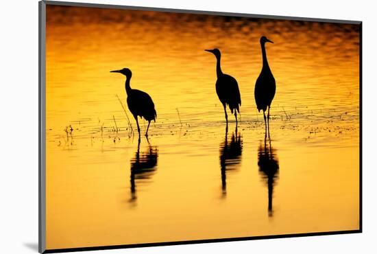 Sandhill cranes silhouetted at sunset. Bosque del Apache National Wildlife Refuge, New Mexico-Adam Jones-Mounted Photographic Print