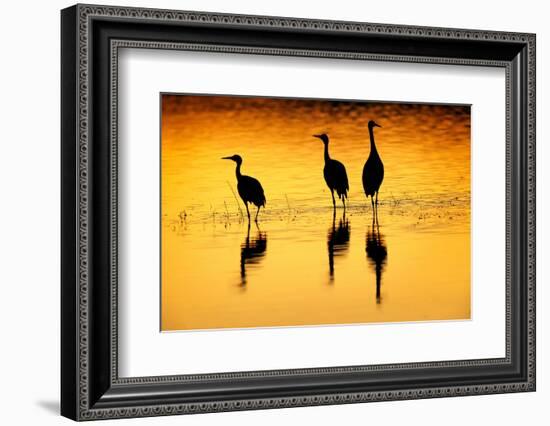Sandhill cranes silhouetted at sunset. Bosque del Apache National Wildlife Refuge, New Mexico-Adam Jones-Framed Photographic Print