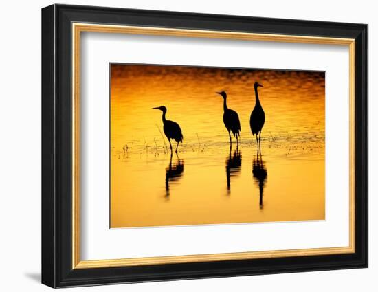 Sandhill cranes silhouetted at sunset. Bosque del Apache National Wildlife Refuge, New Mexico-Adam Jones-Framed Photographic Print