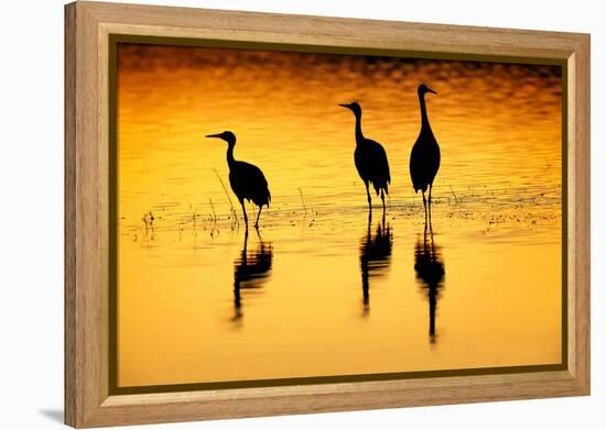 Sandhill cranes silhouetted at sunset. Bosque del Apache National Wildlife Refuge, New Mexico-Adam Jones-Framed Premier Image Canvas