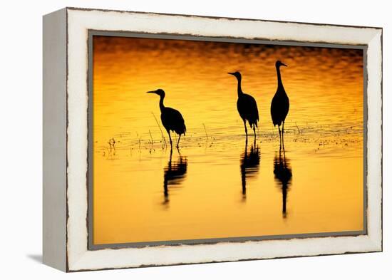 Sandhill cranes silhouetted at sunset. Bosque del Apache National Wildlife Refuge, New Mexico-Adam Jones-Framed Premier Image Canvas