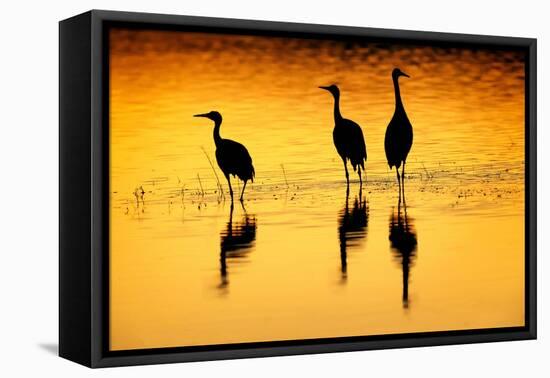 Sandhill cranes silhouetted at sunset. Bosque del Apache National Wildlife Refuge, New Mexico-Adam Jones-Framed Premier Image Canvas