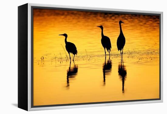 Sandhill cranes silhouetted at sunset. Bosque del Apache National Wildlife Refuge, New Mexico-Adam Jones-Framed Premier Image Canvas