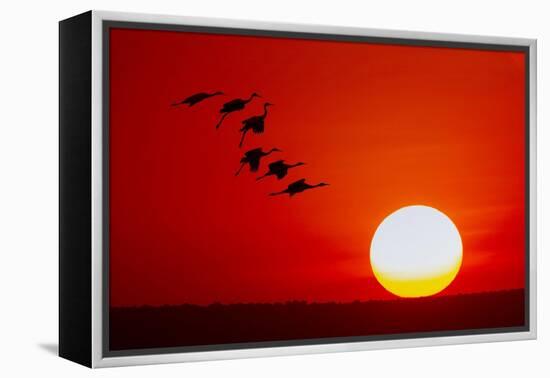 Sandhill cranes silhouetted flying. Bosque del Apache National Wildlife Refuge, New Mexico-Adam Jones-Framed Premier Image Canvas