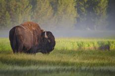 Bison in Morning Light-Sandipan Biswas-Mounted Photographic Print