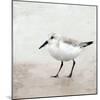 Sandpiper 2-Kimberly Allen-Mounted Art Print