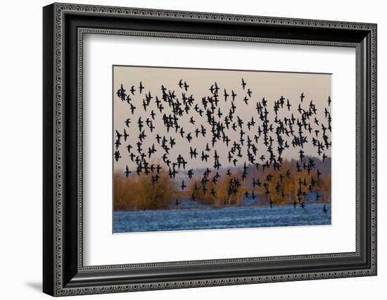 Sandpiper Flock at Sunset-Ken Archer-Framed Photographic Print