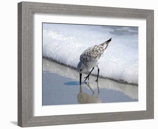 Sandpiper I-Bruce Nawrocke-Framed Photographic Print