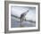 Sandpiper I-Bruce Nawrocke-Framed Photographic Print