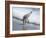 Sandpiper I-Bruce Nawrocke-Framed Photographic Print