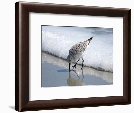 Sandpiper I-Bruce Nawrocke-Framed Photographic Print