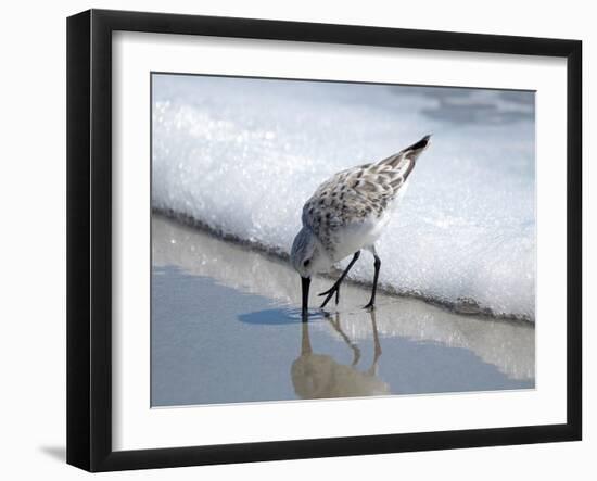 Sandpiper I-Bruce Nawrocke-Framed Photographic Print