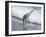 Sandpiper I-Bruce Nawrocke-Framed Photographic Print