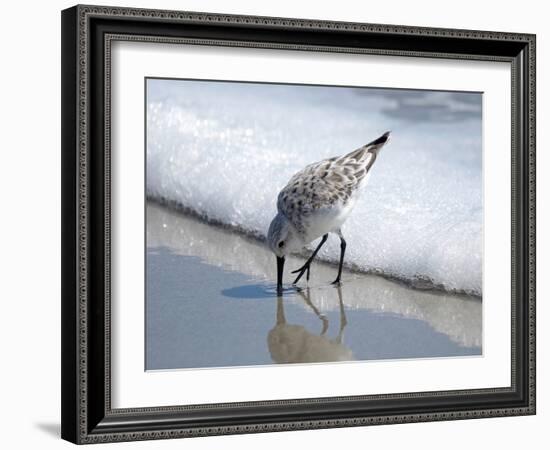 Sandpiper I-Bruce Nawrocke-Framed Photographic Print