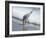 Sandpiper I-Bruce Nawrocke-Framed Photographic Print