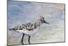 Sandpiper I-Walt Johnson-Mounted Art Print