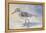 Sandpiper II-Walt Johnson-Framed Stretched Canvas