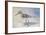 Sandpiper II-Walt Johnson-Framed Art Print