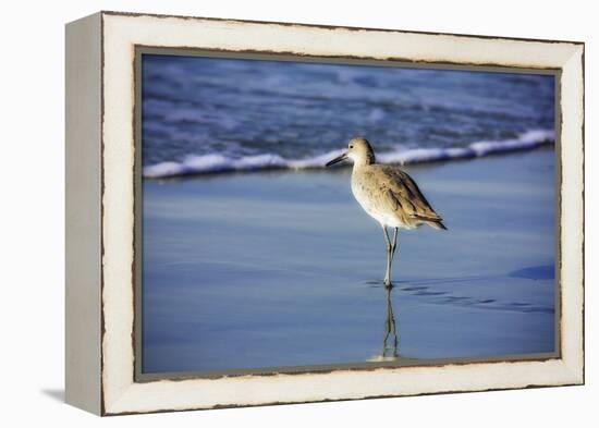 Sandpiper in the Surf I-Alan Hausenflock-Framed Premier Image Canvas