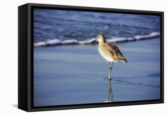 Sandpiper in the Surf I-Alan Hausenflock-Framed Premier Image Canvas