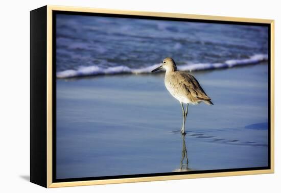 Sandpiper in the Surf I-Alan Hausenflock-Framed Premier Image Canvas