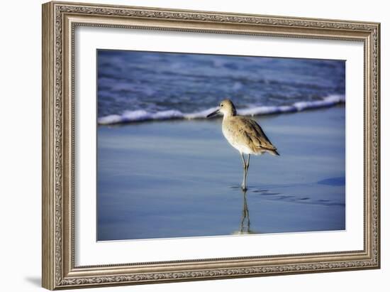 Sandpiper in the Surf I-Alan Hausenflock-Framed Photographic Print