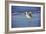 Sandpiper in the Surf I-Alan Hausenflock-Framed Photographic Print