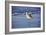 Sandpiper in the Surf I-Alan Hausenflock-Framed Photographic Print