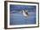 Sandpiper in the Surf I-Alan Hausenflock-Framed Photographic Print