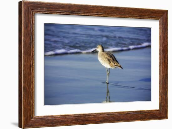 Sandpiper in the Surf I-Alan Hausenflock-Framed Photographic Print