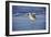 Sandpiper in the Surf I-Alan Hausenflock-Framed Photographic Print