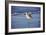 Sandpiper in the Surf I-Alan Hausenflock-Framed Photographic Print