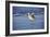 Sandpiper in the Surf I-Alan Hausenflock-Framed Photographic Print